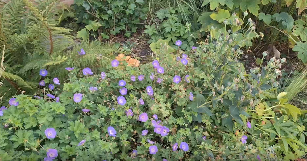 Herfstbomen in border