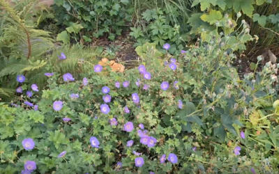 Herfstbomen in border